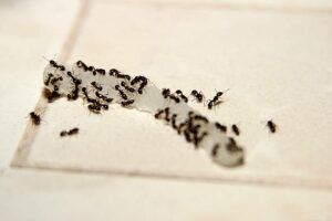 Say Goodbye to Ants with Expert Control Services in Melbourne